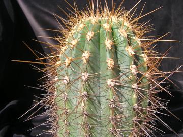 Trichocereus pasacana (1)