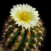 Thelocactus leucacanthus