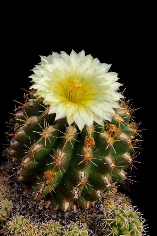 Thelocactus leucacanthus