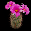 Mammillaria fraileana
