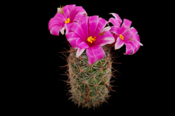 Mammillaria fraileana