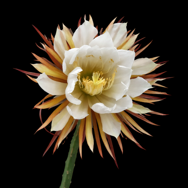 Selenicereus grandiflorus