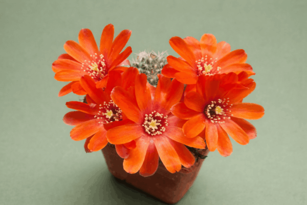 Mediolobivia atrovirens v ritteri