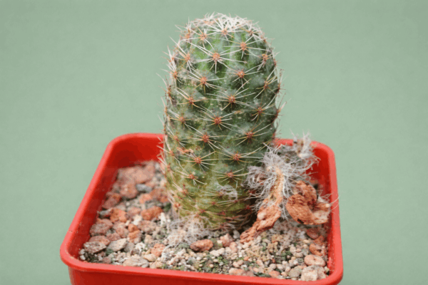 Mediolobivia sp 1113 a