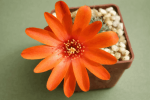 Mediolobivia brunescens