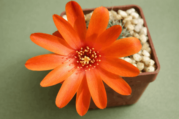 Mediolobivia brunescens