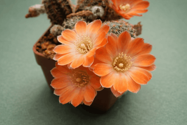 Mediolobivia pygmaea