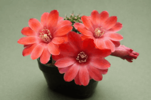 Mediolobivia atrovirens v zecheri