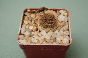 Mediolobivia haagei v eos