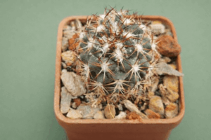 file_000000004554720ab146397af6eb7837 Coryphantha pallida