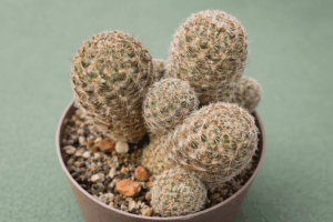 Mediolobivia gracilispina