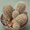 Mediolobivia gracilispina