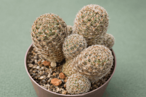 Mediolobivia gracilispina