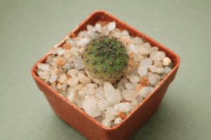 Mediolobivia einsteinii