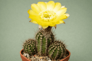 file_000000008c58720cbe348e6980011ac4 Lobivia aurea v shaferii