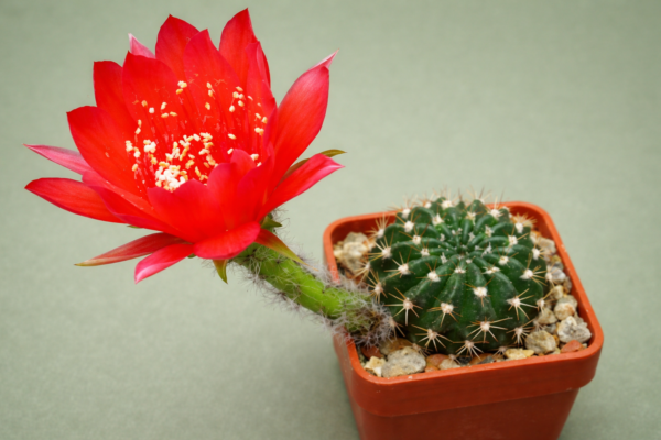 Lobivia calorubra v pojoensis