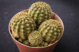 Mediolobivia iscayachensis