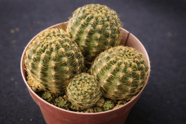 Mediolobivia iscayachensis