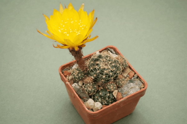 Lobivia arachnacantha v mairanana