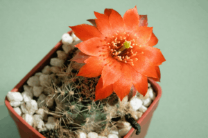 Mediolobivia steinmannii v pauciareolata