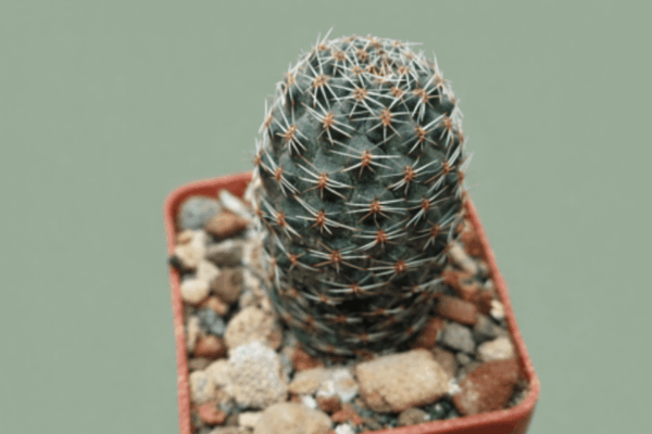 Mediolobivia canacruzensis