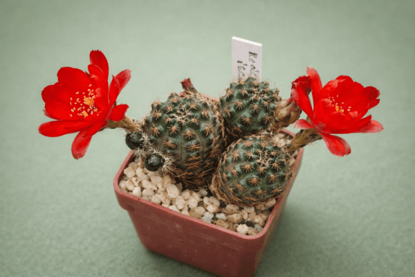 Mediolobivia iscayachensis