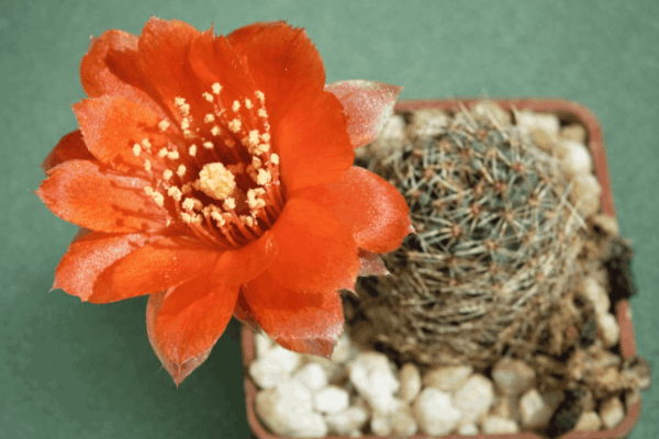 Mediolobivia nigricans v carmeniana