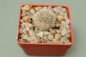 file_00000000f0ec722f856f19e5c278ada1 Mediolobivia friedrichiana