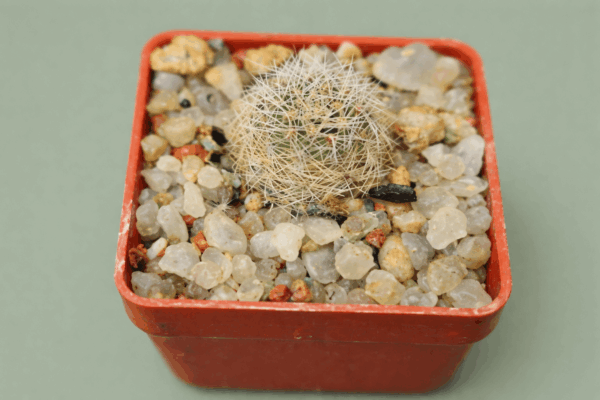 Mediolobivia friedrichiana