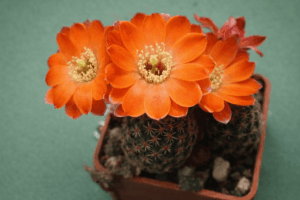 file_00000000f3fc71f487a21977594d257c Mediolobivia pygmaea