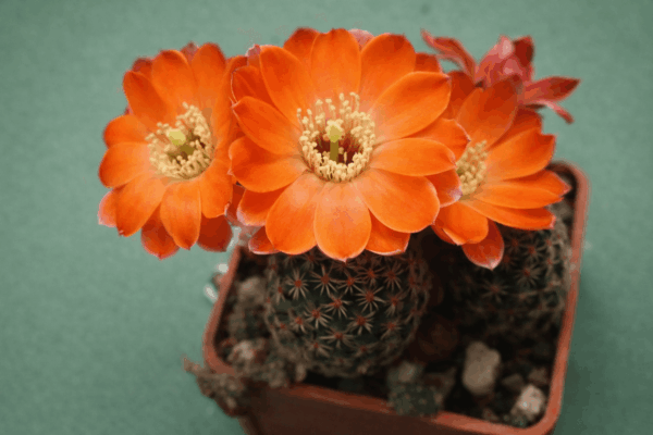 Mediolobivia pygmaea