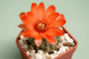 Mediolobivia steinmannii v mayor