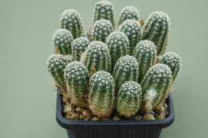 file_00000000fcd4722f8513a80fc56dd2f5 Mediolobivia haagei