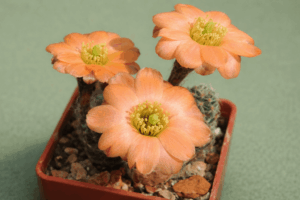 Mediolobivia haagei v elegantula