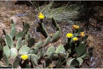 Opuntia aurea