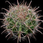 Ferocactus sp 11