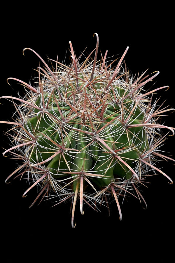 Ferocactus sp 11