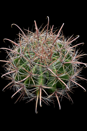 Ferocactus sp 10