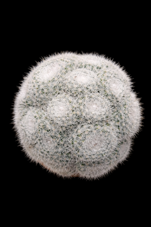 Mammillaria candida