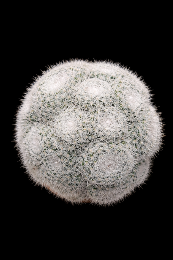 Mammillaria candida