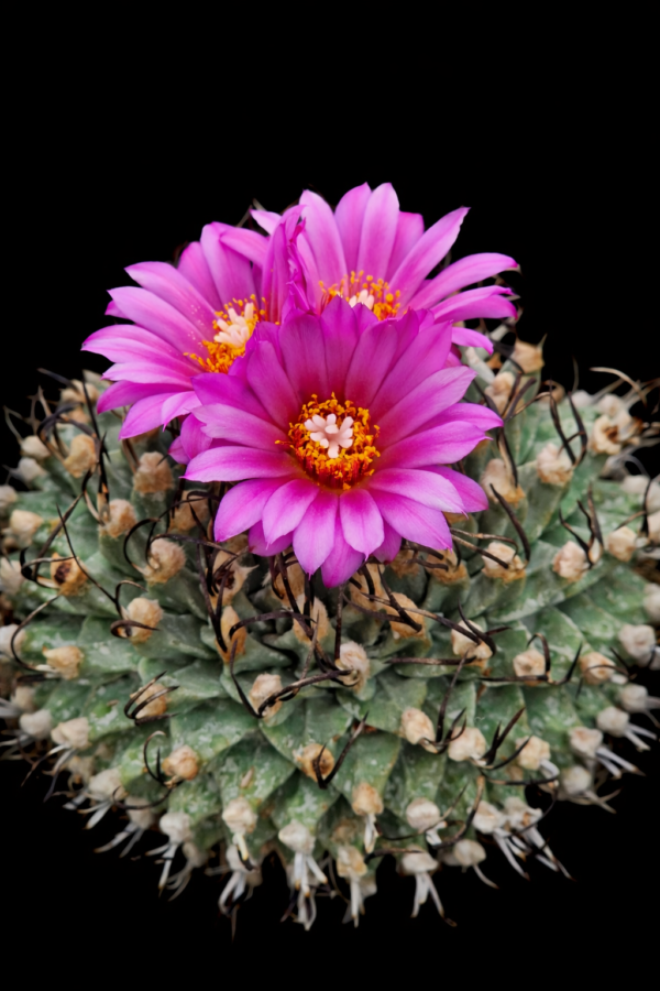 Turbinicarpus alonsoi