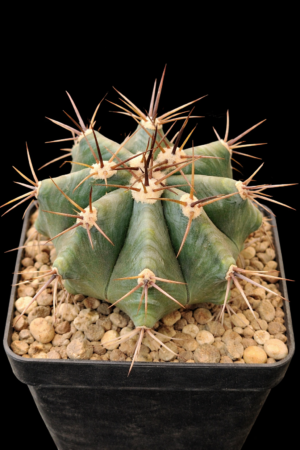 Echinocactus sp