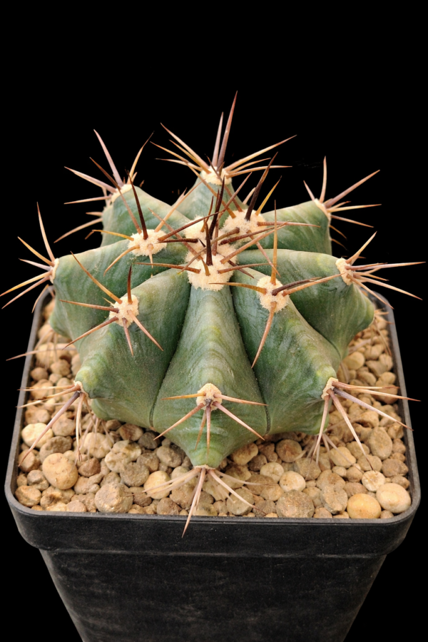 Echinocactus sp