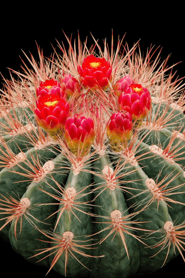 Ferocactus steinesii v pilosus