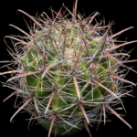 6a7a5a3e-ec38-4617-a874-90a36802abd6 Ferocactus sp