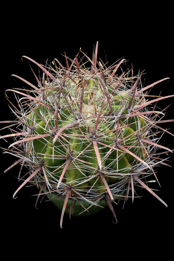 Ferocactus sp