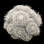 98606545-2c97-43aa-8c51-20b4501c0b34 Mammillaria hahniana