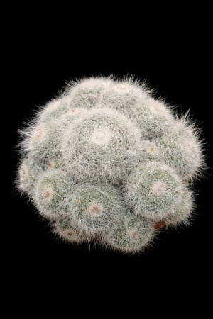 Mammillaria hahniana