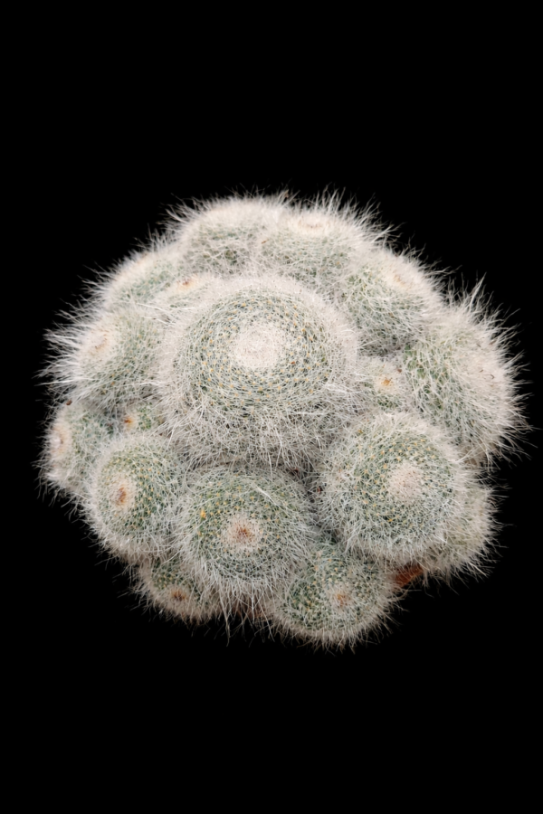 Mammillaria hahniana