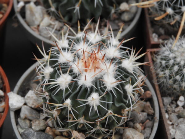 Echinofosulocactus crispatus